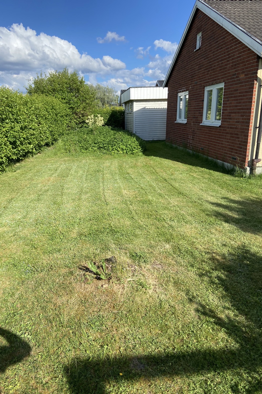 Trädgårdsskötsel